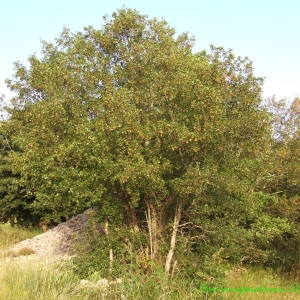 Photographie n°210526 du taxon Acer monspessulanum L.
