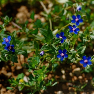 Photographie n°210552 du taxon Lysimachia arvensis (L.) U.Manns & Anderb.