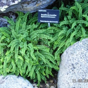 Photographie n°210569 du taxon Asplenium trichomanes subsp. trichomanes