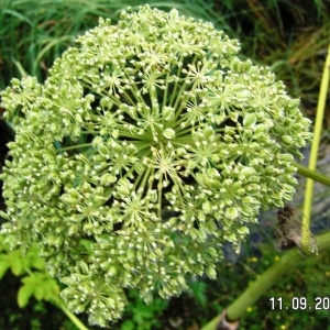  - Angelica sylvestris subsp. sylvestris