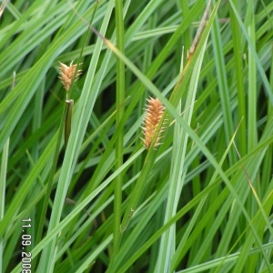 Carex turfacea J.F.Gmel. (Laiche à utricules renflés)
