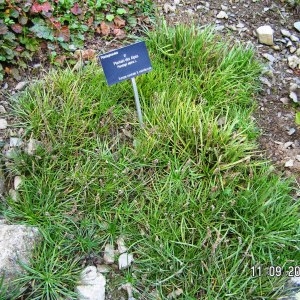  - Plantago alpina L.