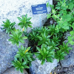 Photographie n°210581 du taxon Daphne laureola subsp. laureola