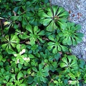  - Saxifraga cuneifolia subsp. cuneifolia