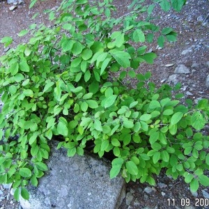Photographie n°210584 du taxon Lonicera xylosteum L. [1753]
