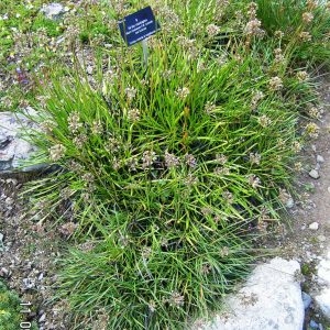 Photographie n°210586 du taxon Allium schoenoprasum subsp. schoenoprasum
