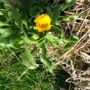 Photographie n°210607 du taxon Calendula arvensis L. [1763]