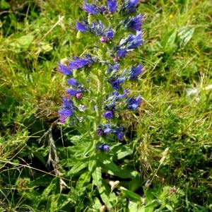 Photographie n°210618 du taxon Echium vulgare L. [1753]