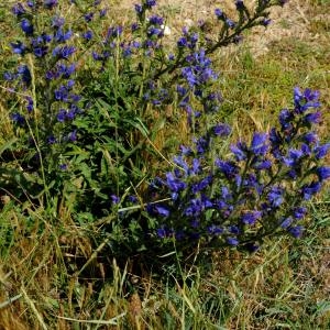 Photographie n°210619 du taxon Echium vulgare L. [1753]