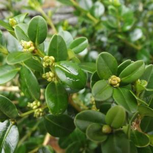 Photographie n°210634 du taxon Buxus sempervirens var. suffruticosa L. [1753]