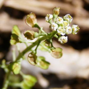 Photographie n°210650 du taxon Teesdalia nudicaulis (L.) R.Br. [1812]