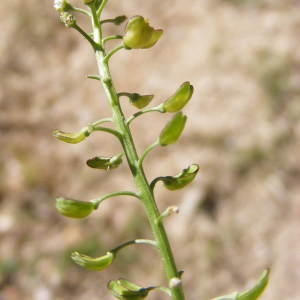 Photographie n°210651 du taxon Teesdalia nudicaulis (L.) R.Br. [1812]