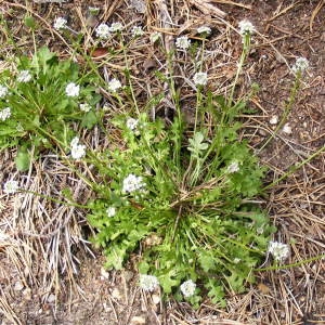 Photographie n°210652 du taxon Teesdalia nudicaulis (L.) R.Br. [1812]