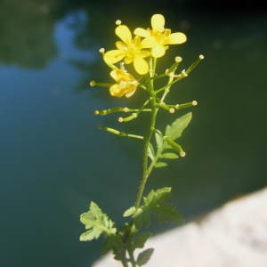 Nasturtium sylvestre var. incisum W.D.J.Koch (Cresson des bois)