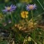  Marc Chouillou - Aster alpinus var. cebennensis Braun-Blanq. [1933]