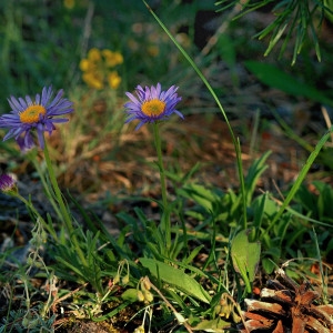  - Aster alpinus var. cebennensis Braun-Blanq. [1933]