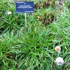  - Armeria arenaria subsp. arenaria