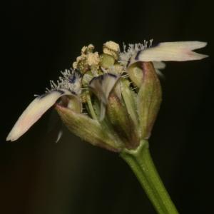 Nigella nigellastrum (L.) Willk. (Garidelle fausse nigelle)