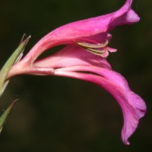 Gladiolus atrorubens Hanry (Glaïeul douteux)