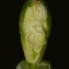  Errol Vela - Gladiolus dubius Guss. [1832]