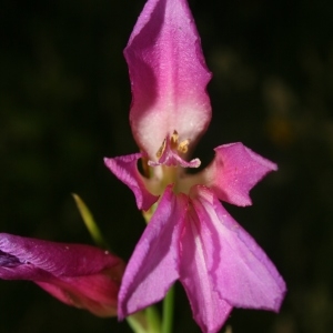 Gladiolus segetum Ker Gawl. (Glaïeul d'Italie)