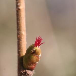 Photographie n°210752 du taxon Corylus avellana L. [1753]