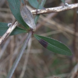 Photographie n°210772 du taxon Rubia peregrina L. [1753]