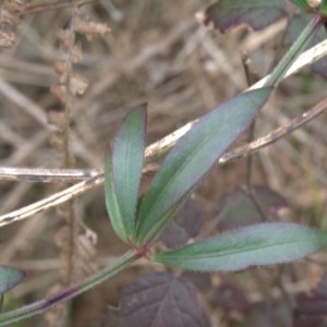 Photographie n°210773 du taxon Rubia peregrina L. [1753]