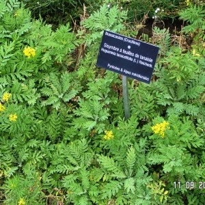  - Hugueninia tanacetifolia subsp. tanacetifolia