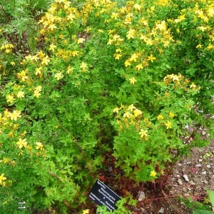 Photographie n°210817 du taxon Hypericum perforatum L. [1753]