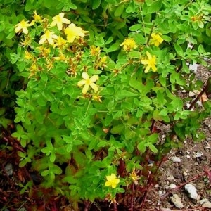 Photographie n°210818 du taxon Hypericum perforatum L. [1753]