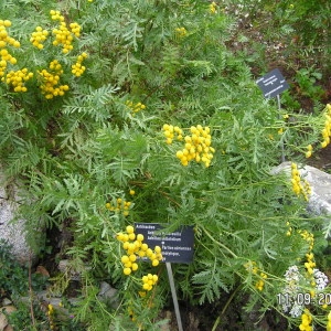 Photographie n°210819 du taxon Tanacetum vulgare L. [1753]
