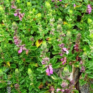  - Teucrium chamaedrys subsp. chamaedrys