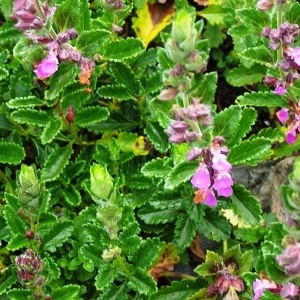  - Teucrium chamaedrys subsp. chamaedrys