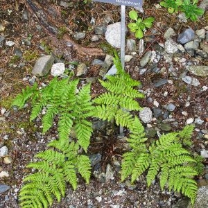  - Dryopteris carthusiana (Vill.) H.P.Fuchs [1959]