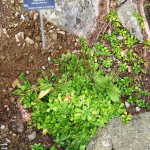  - Saxifraga umbrosa L. [1762]