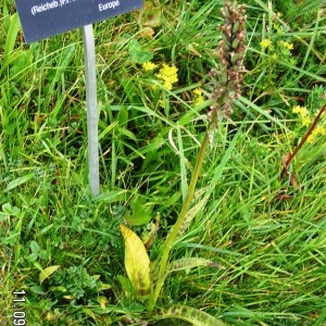  - Dactylorhiza majalis subsp. majalis