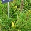  Alain Bigou - Dactylorhiza majalis subsp. majalis