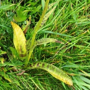  - Dactylorhiza majalis subsp. majalis