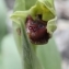  BERNARD Ginesy - Ophrys aranifera subsp. massiliensis (Viglione & Véla) Véla [2007]