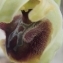  BERNARD Ginesy - Ophrys aranifera subsp. massiliensis (Viglione & Véla) Véla [2007]