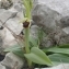 BERNARD Ginesy - Ophrys aranifera subsp. massiliensis (Viglione & Véla) Véla [2007]