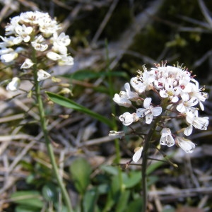  - Noccaea caerulescens (J.Presl & C.Presl) F.K.Mey.