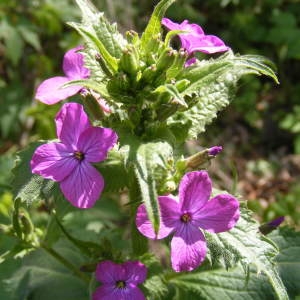 Photographie n°210908 du taxon Lunaria annua L.