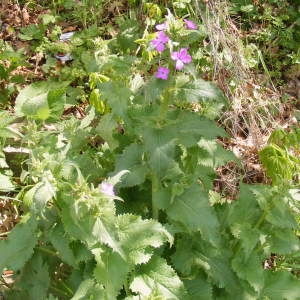 Photographie n°210909 du taxon Lunaria annua L.