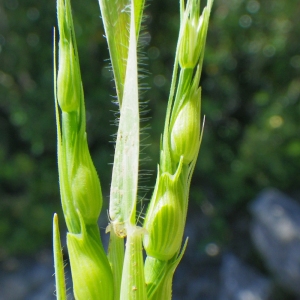 Photographie n°210925 du taxon Aegilops ventricosa Tausch [1837]