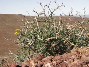 Annick Larbouillat, le 13 mars 2009 (Lanzarote. Montana Roja (Lanzarote. Sur les pentes du volcan Montana Roja, au su-ouest de l'île.))