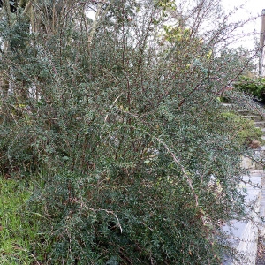  - Berberis x stenophylla Lindl. [1864]