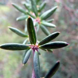  - Berberis x stenophylla Lindl. [1864]