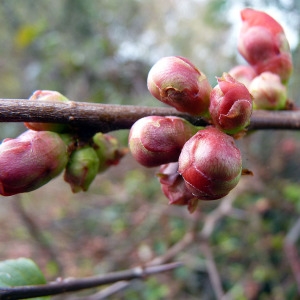 Photographie n°210987 du taxon Chaenomeles speciosa (Sweet) Nakai [1929]